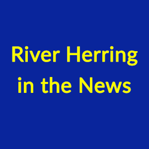 River-Herring-In-The-News-01